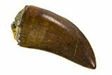 Serrated, Tyrannosaur Tooth - Judith River Formation #121154-1